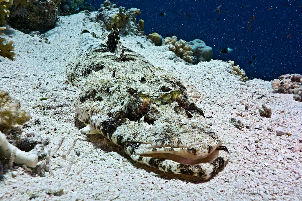 Egypt - Crocodile Fish on the sand,Egypt,diving,underwater,fish,gallery,coral,reef