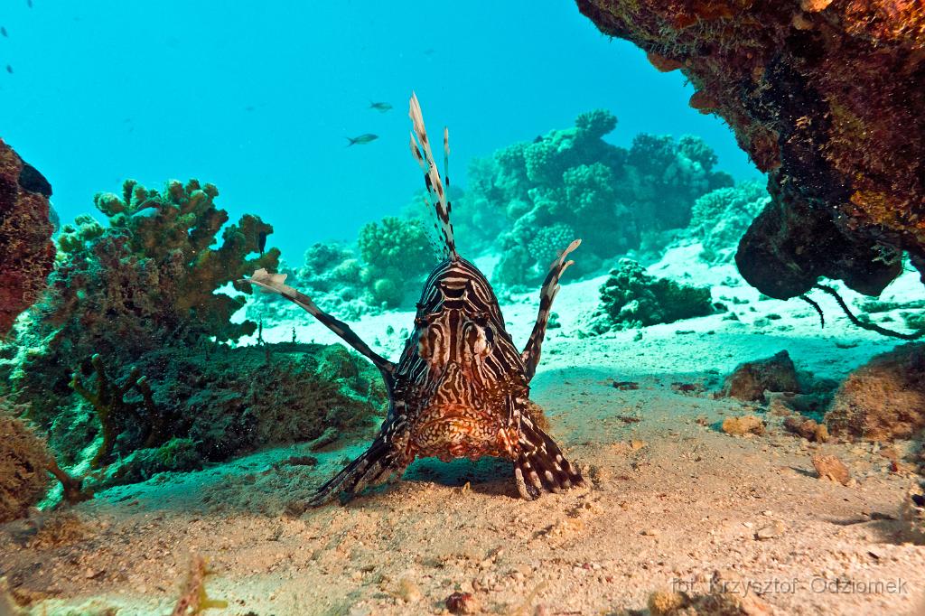 Egypt - Lionfish on the coral reef,Egypt,diving,underwater,fish,gallery,coral,reef