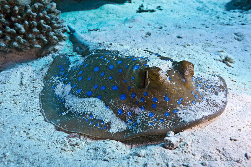 Egypt - stingray on the sand,Egypt,diving,underwater,fish,gallery,coral,reef