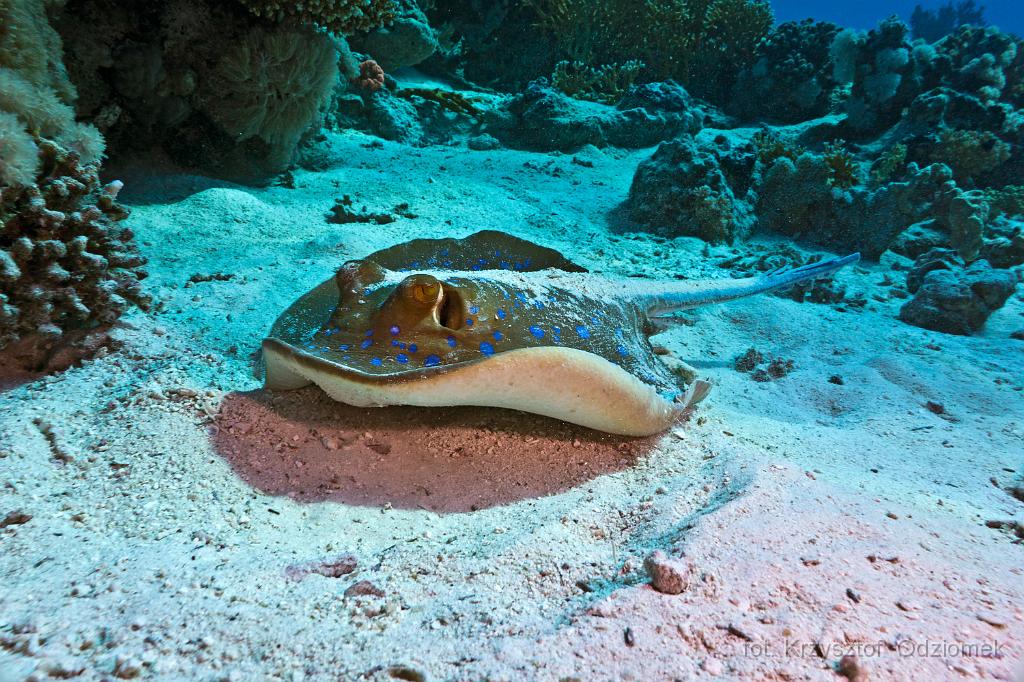 Egypt - stingray on the sand,Egypt,diving,underwater,fish,gallery,coral,reef