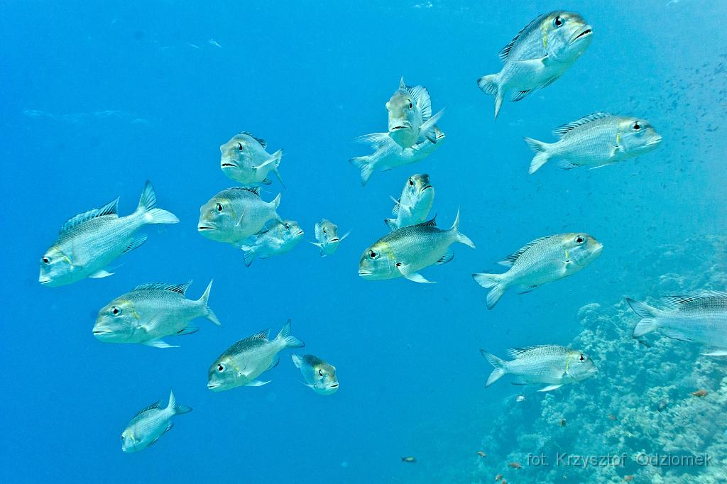 Egypt - School of big-eye bream fish