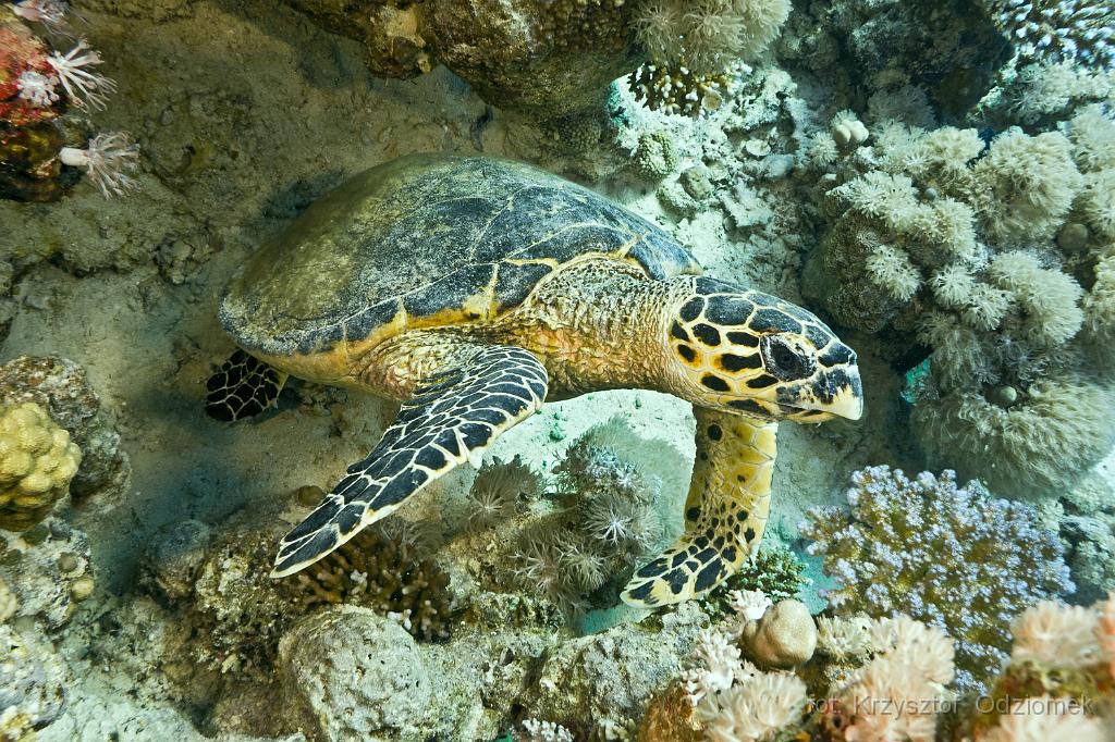 Egypt - green sea turtle,Egypt,diving,underwater,fish,gallery,coral,reef