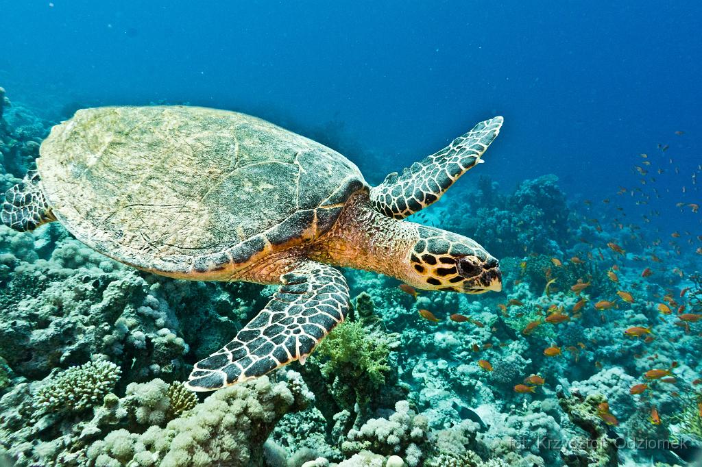 Egypt - green sea turtle,Egypt,diving,underwater,fish,gallery,coral,reef