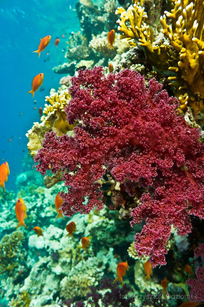 Egypt - Red soft coral reef,Egypt,diving,underwater,fish,gallery,coral,reef