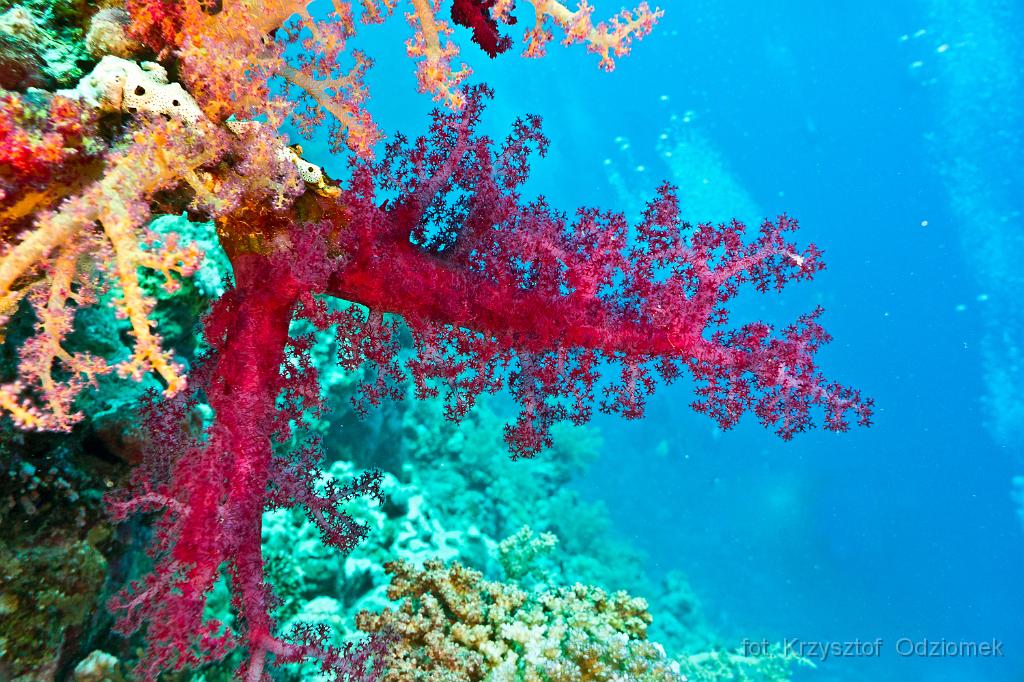 Egypt - Red soft coral reef,Egypt,diving,underwater,fish,gallery,coral,reef