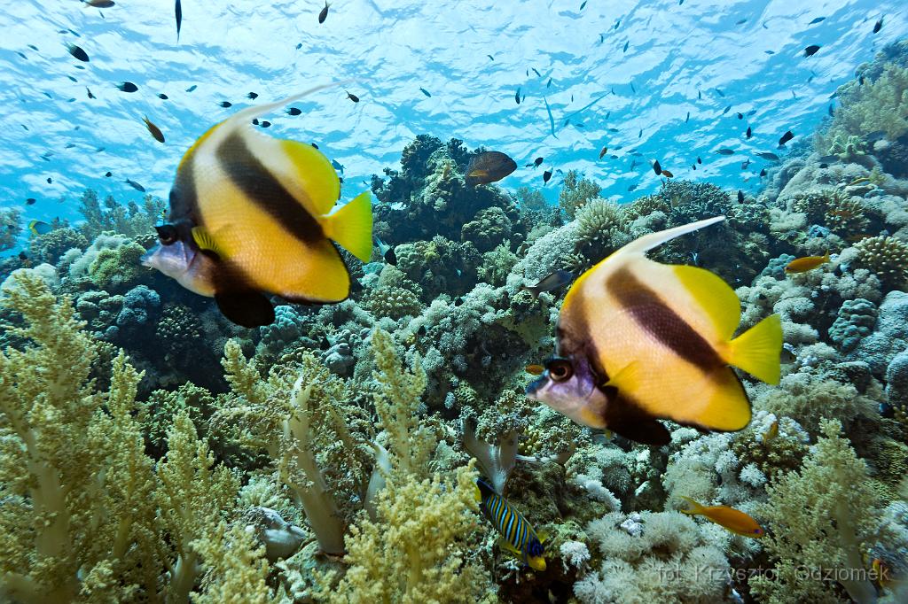 Egypt - Banner Fish on the reef,Egypt,diving,underwater,fish,gallery,coral,reef
