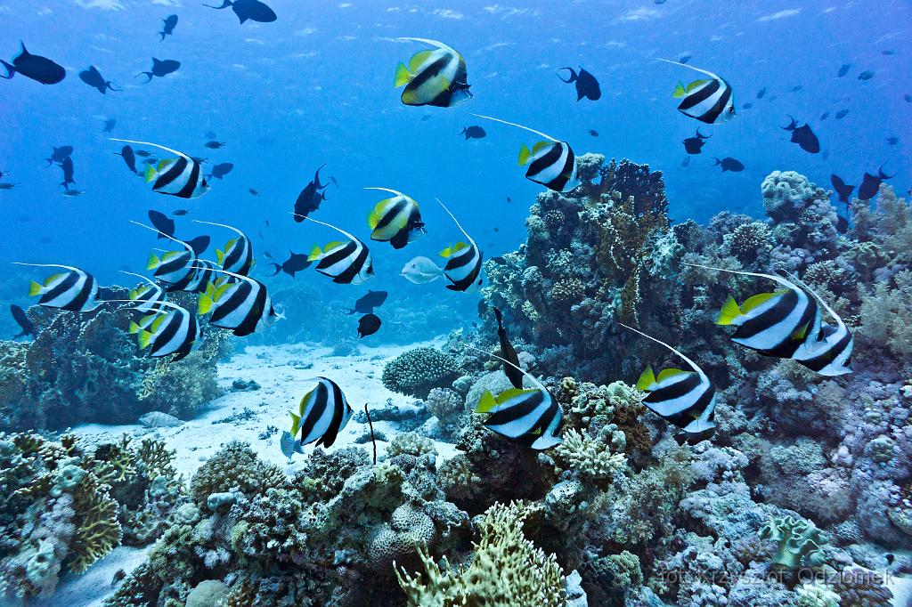 Egypt - Shoal Of Banner Fish on the coral reef,Egypt,diving,underwater,fish,gallery,coral,reef