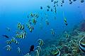 Banner Fish on the blue sea,Egypt,diving,underwater,fish,gallery,coral,reef