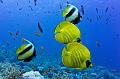 Banner Fish and butterfly Fish on the coral reef,Egypt,diving,underwater,fish,gallery,coral,reef