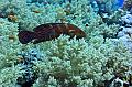 Red Sea coral grouper,Egypt,diving,underwater,fish,gallery,coral,reef