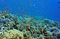 coral reef with school of anthias fish,Egypt,diving,underwater,fish,gallery,coral,reef