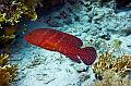 Red Sea coral grouper,Egypt,diving,underwater,fish,gallery,coral,reef