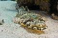 Crocodile Fish on the sand,Egypt,diving,underwater,fish,gallery,coral,reef