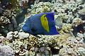 Yellowbar Angelfish on the coral reef,Egypt,diving,underwater,fish,gallery,coral,reef