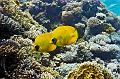 butterfly Fish on the reef,Egypt,diving,underwater,fish,gallery,coral,reef