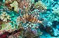 Lionfish on the coral reef,Egypt,diving,underwater,fish,gallery,coral,reef