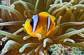 anemonefish,clownfish,Egypt,diving,underwater,fish,gallery,coral,reef