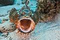 scorpion fish,Egypt,diving,underwater,fish,gallery,coral,reef