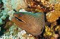 giant moray,Egypt,diving,underwater,fish,gallery,coral,reef