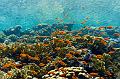 coral reef with school of anthias fish,Egypt,diving,underwater,fish,gallery,coral,reef