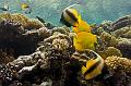 Banner Fish and butterfly Fish on the coral reef,Egypt,diving,underwater,fish,gallery,coral,reef