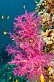Red soft coral reef,Egypt,diving,underwater,fish,gallery,coral,reef