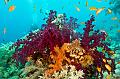 Red soft coral reef,Egypt,diving,underwater,fish,gallery,coral,reef