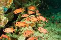 red soldierfish,Egypt,diving,underwater,fish,gallery,coral,reef