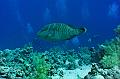 Humphead Wrasse-Napoleon fish,Egypt,diving,underwater,fish,gallery,coral,reef