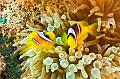 anemonefish,clownfish,Egypt,diving,underwater,fish,gallery,coral,reef