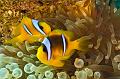 anemonefish,clownfish,Egypt,diving,underwater,fish,gallery,coral,reef