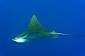 Eagle Ray in the blue,Egypt,diving,underwater,fish,gallery,coral,reef