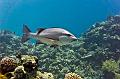Lutjanus fish,Egypt,diving,underwater,fish,gallery,coral,reef