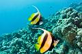 coral reef with school of banner Fish,Egypt,diving,underwater,fish,gallery,coral,reef