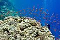 ,Egypt,diving,underwater,fish,gallery,coral,reef
