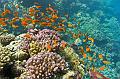 coral reef with school of anthias fish,Egypt,diving,underwater,fish,gallery,coral,reef