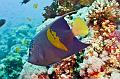 Yellowbar Angelfish,Egypt,diving,underwater,fish,gallery,coral,reef