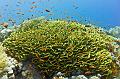 School of anthias fish under Lettuce coral,Egypt,diving,underwater,fish,gallery,coral,reef