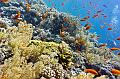 coral reef with school of anthias fish,Egypt,diving,underwater,fish,gallery,coral,reef