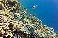 A Small Shoal Of Sergeant Major Fish,Egypt,diving,underwater,fish,gallery,coral,reef