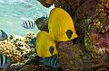 butterfly Fish,Egypt,diving,underwater,fish,gallery,coral,reef