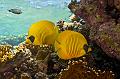 butterfly Fish on the coral reef,Egypt,diving,underwater,fish,gallery,coral,reef