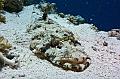 Crocodile Fish on the sand,Egypt,diving,underwater,fish,gallery,coral,reef
