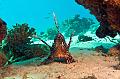 Lionfish on the coral reef,Egypt,diving,underwater,fish,gallery,coral,reef