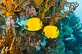 butterfly Fish,Egypt,diving,underwater,fish,gallery,coral,reef