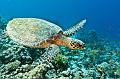 green sea turtle,Egypt,diving,underwater,fish,gallery,coral,reef