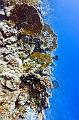 Fire coral reef,Egypt,diving,underwater,fish,gallery,coral,reef