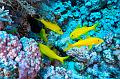 Yellow saddle goat fish,Egypt,diving,underwater,fish,gallery,coral,reef