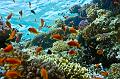 coral reef with school of anthias fish,Egypt,diving,underwater,fish,gallery,coral,reef