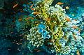 Fire coral Giant clam and school of anthias fish,Egypt,diving,underwater,fish,gallery,coral,reef